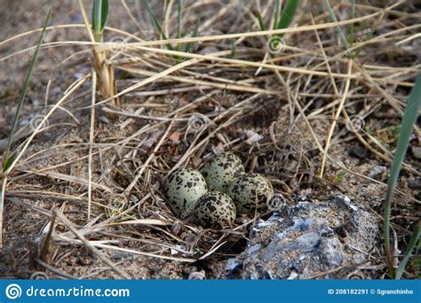 Four Semipalmated Plover Eggs in a Nest Surrounded by Twigs Near Arviat, Nunavut, Canada Stock ...