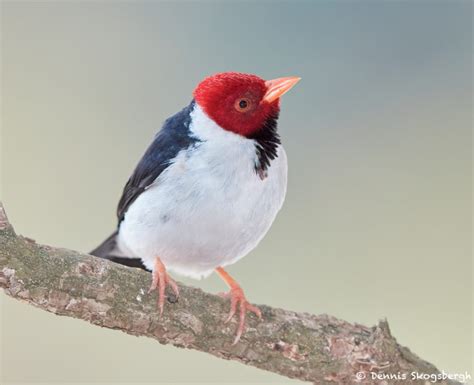 8194 Yellow-billed Cardinal (Paroana capitata), Pantanal, Brazil - Dennis Skogsbergh ...