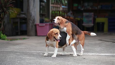 Dog Mating Stock Footage Video 4674200 | Shutterstock