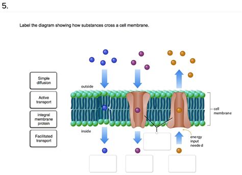 Facilitated Diffusion Diagram