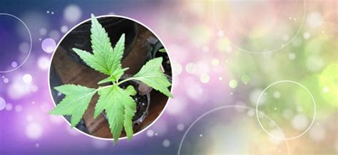 The Wonderful World Of Cannabis Mutations - Zamnesia Blog