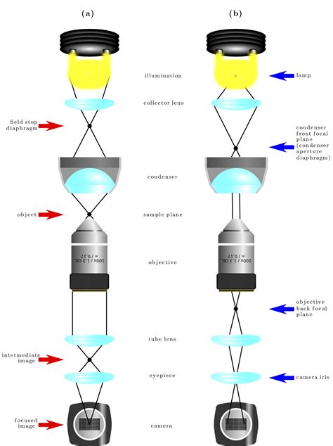 Fig. 8.4 — Köhler illumination — Optical Tweezers: Principles and ...