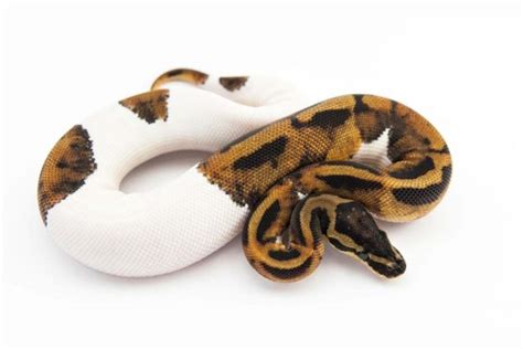 Pied Ball Python: Care Sheet & Facts - AZ Reptiles