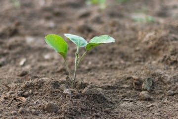 Growing Eggplants from Seed is Easy as Pie