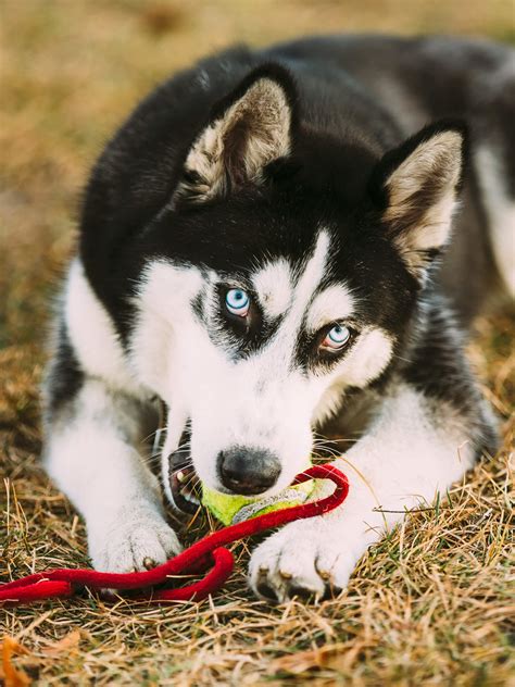 Alaskan Husky Training, Personality, Temperament & More