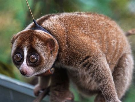 slow loris by international animal rescue - World Animal News