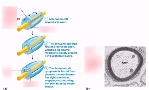 schwann cell Diagram | Quizlet