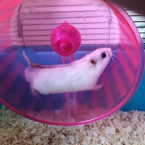 2 Male Chinese Dwarf Hamsters & Cages in B29 Birmingham für 30,00 £ zum ...