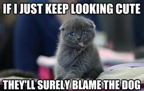 55 Funniest Cat Memes Ever Will Make You Laugh Right MEOW!