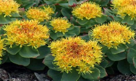 Rhodiola Rosea: Uses, Benefits, and Side Effects | Healthtian