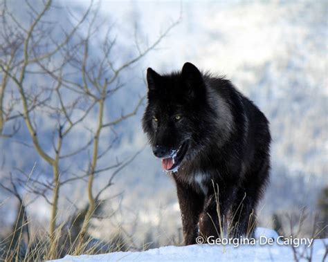 26 Wolfdog Breeds √ High, Mid & Low-Content Hybrid Wolf Dogs. Raising ...