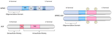 Cancers | Free Full-Text | The Transcriptional Roles of ALK Fusion ...