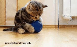 kitten | We Heart It | Cats, Cat gif, Cats and kittens