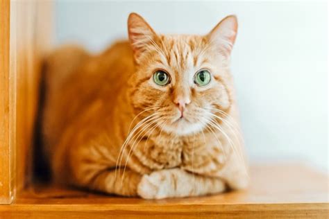 Orange Tabby Cat: Health, Facts, Types, Cost, Origin - Pets Nurturing