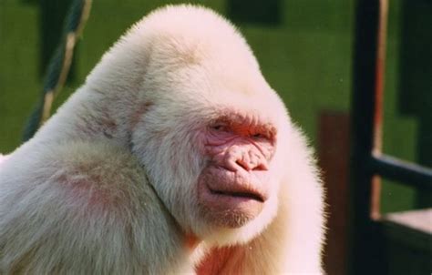 Snowflake the Albino Gorilla | Rare albino animals, Albino gorilla, Albino animals