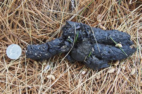 PESTS & WILDLIFE — Who pooped? The scoop on scat | Announce | University of Nebraska-Lincoln