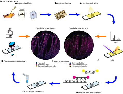 The metabolism of bacteria: New method reveals host-microbe interactions