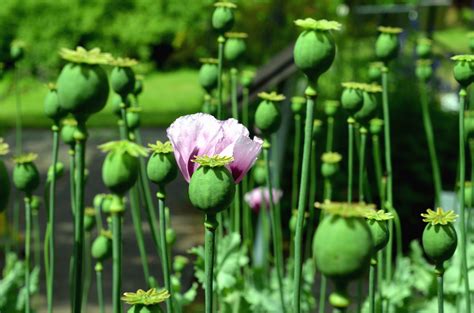 Free picture: poppy, flower, pestle, food, plant