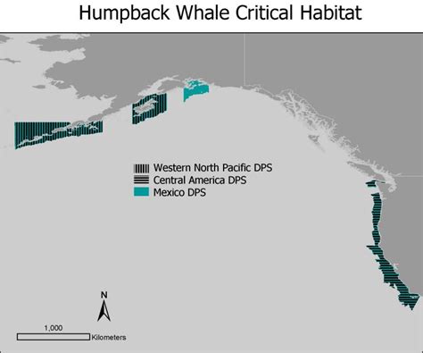 Humpback Whale | NOAA Fisheries