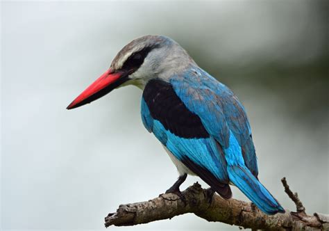 Woodland Kingfisher – Nature Travel Active