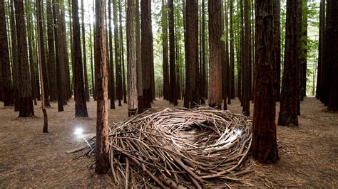 Warburton East Redwood Forest inundated by visitors flouting ...