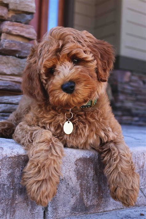 Labradoodle welpen annahme | Labradoodle welpen, Labradoodle, Welpen