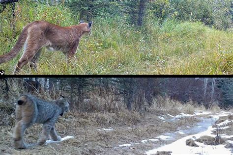 Stop us if you've heard this one: A lynx and a puma walk by the same trail camera... | Film and ...