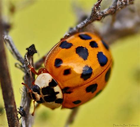 orange lady...bug;) | Ladybug, Girly art, Identifying bug bites