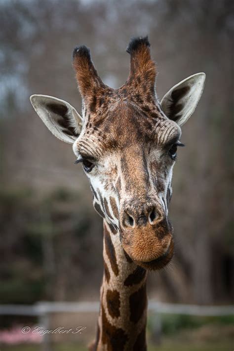 Giraffe aus dem Zoo Leipzig Foto & Bild | tiere, tierdetails, natur Bilder auf fotocommunity