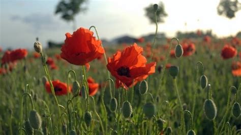 The Poppy: A Symbol of Memorial Day