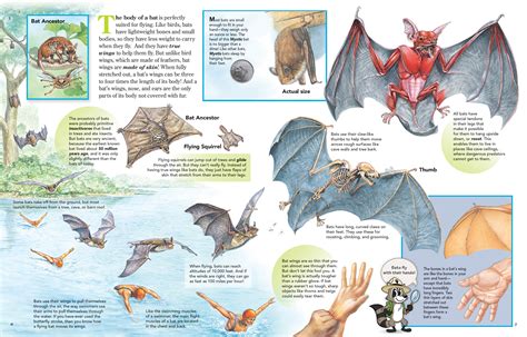 The Body of a Bat is Perfectly Suited for Flying - NWF | Ranger Rick