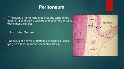 Peritoneum Anatomy and pathology part 1