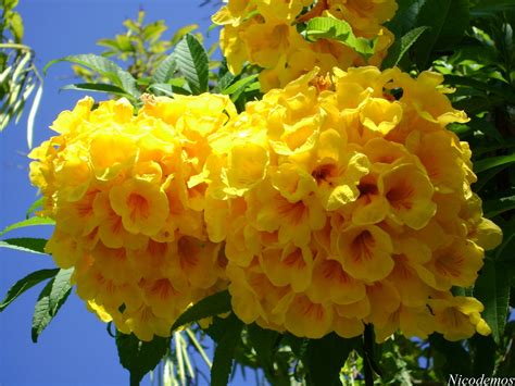 Bahamas National Flower Yellow Elder | Best Flower Site