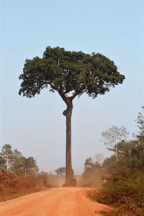 Brazil nut tree - World Crops Database