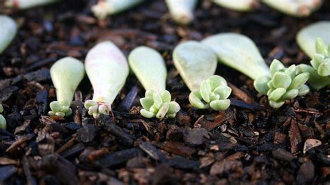 4 Reasons Your Leaf Cuttings Won`t Grow A New Succulent - UnusualSeeds