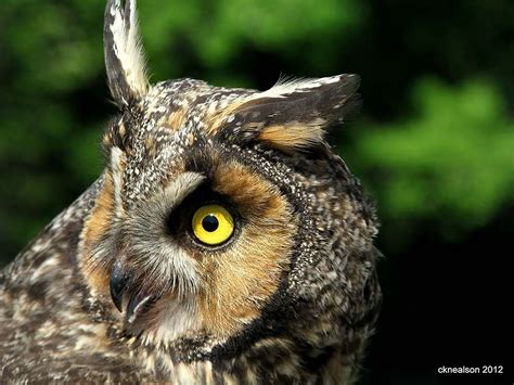 Owl Adaptations I Owl Research Institute