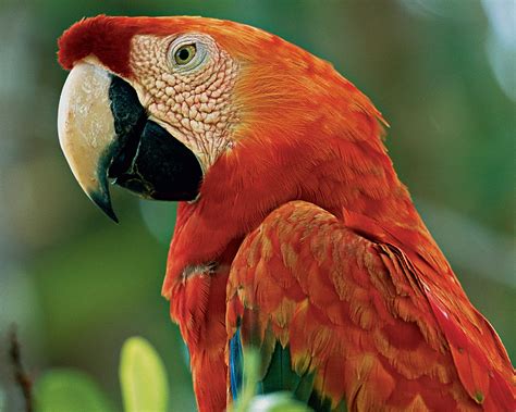 Scarlet Macaw pics : Biological Science Picture Directory – Pulpbits.net