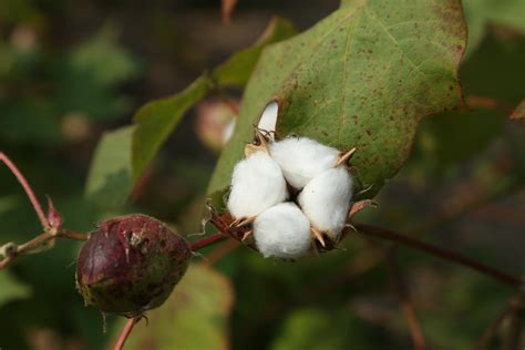 Is It Legal To Grow Cotton In Maryland at Diann Vigil blog