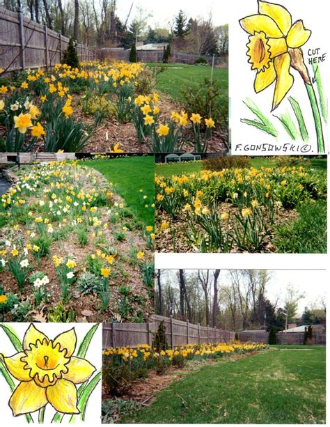 DAFFODILS...Planting, Fertilizing, and Maintenance. | Daffodils planting, Daffodils, Plants