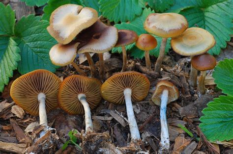 Wavy Caps (Psilocybe cyanescens) | Fungus Federation of Santa Cruz