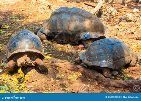 Aldabra Giant Tortoises on Prison Island, Zanzibar, Tanzania Stock ...