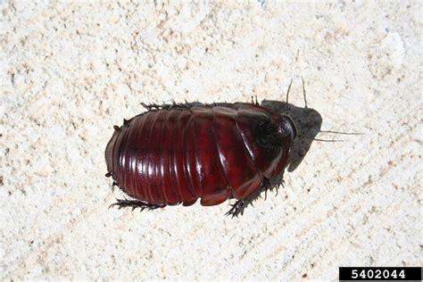 Rhinoceros cockroach (Macropanesthia rhinoceros)