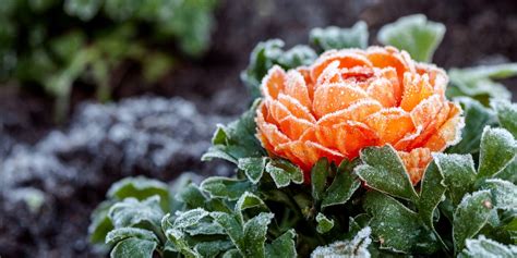 12 Best Winter Flowers - Plants That Bloom In the Winter