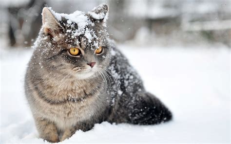 Cat in the snow wallpaper - Animal wallpapers - #27583 | Cats, Animals, Beauty animals