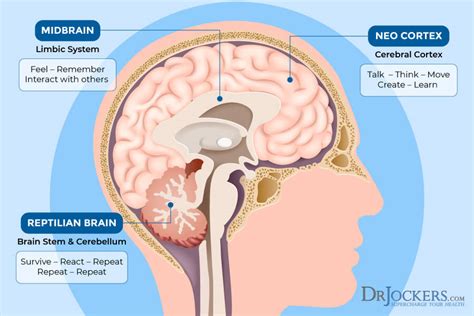 Limbic Retraining: 10 Strategies to Improve Limbic System Function