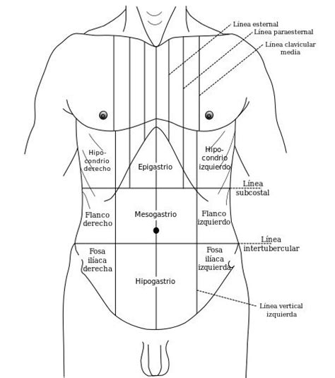 Babosa de mar Familiarizarse opción anatomia topografica abdomen profundizar frio Evaluación