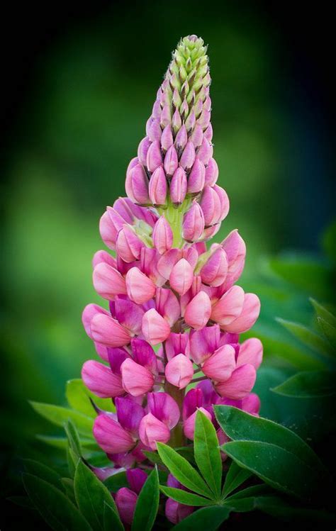 lupine...An awesome friend of mine gave me one of these! I can't wait ...