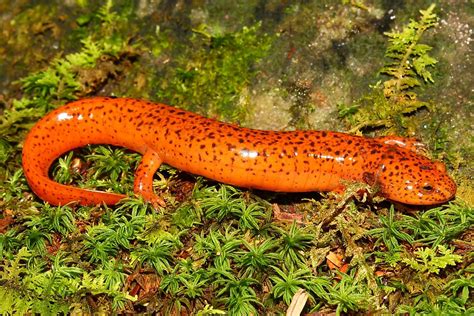 Orange Salamander Poisonous