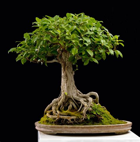 Pin on bonsai