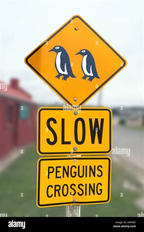 Sign for Penguins Crossing at Oamaru, South Island, New Zealand Stock Photo: 2793650 - Alamy